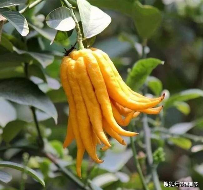 佛手柑传说仙人赐果形似佛手