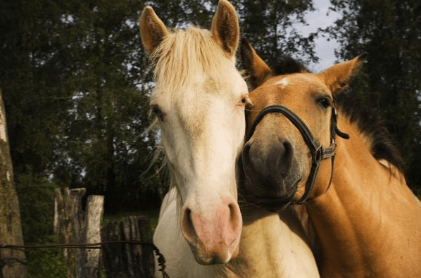 生肖马属马人好好珍惜这两大贵人把握住一辈子顺风顺水