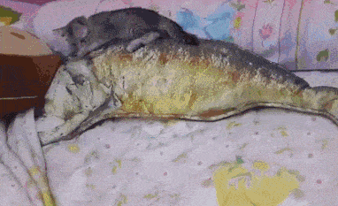 搞笑gif买家秀和卖家秀的区别