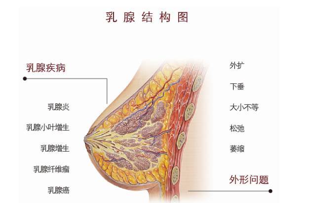 乳腺分区图解A区B区图片