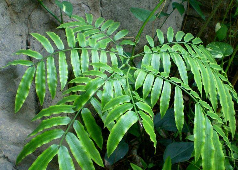 一种植物"观音座莲",濒危珍稀价值大,若您的家乡也有,请保护
