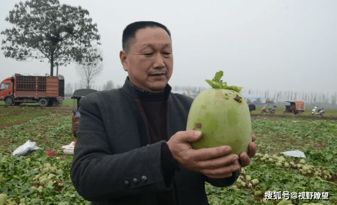 郏县长桥镇:"坡河萝卜"市场俏