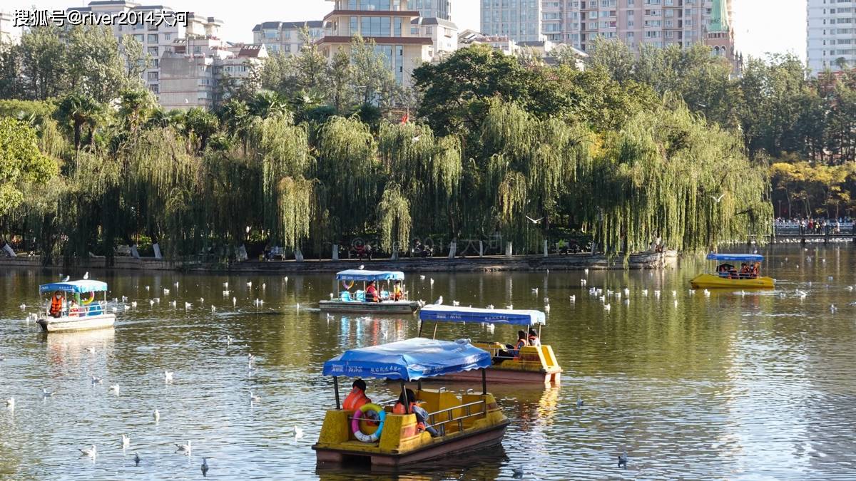 冬季到昆明旅游，免费开放的翠湖公园海鸥太壮观了