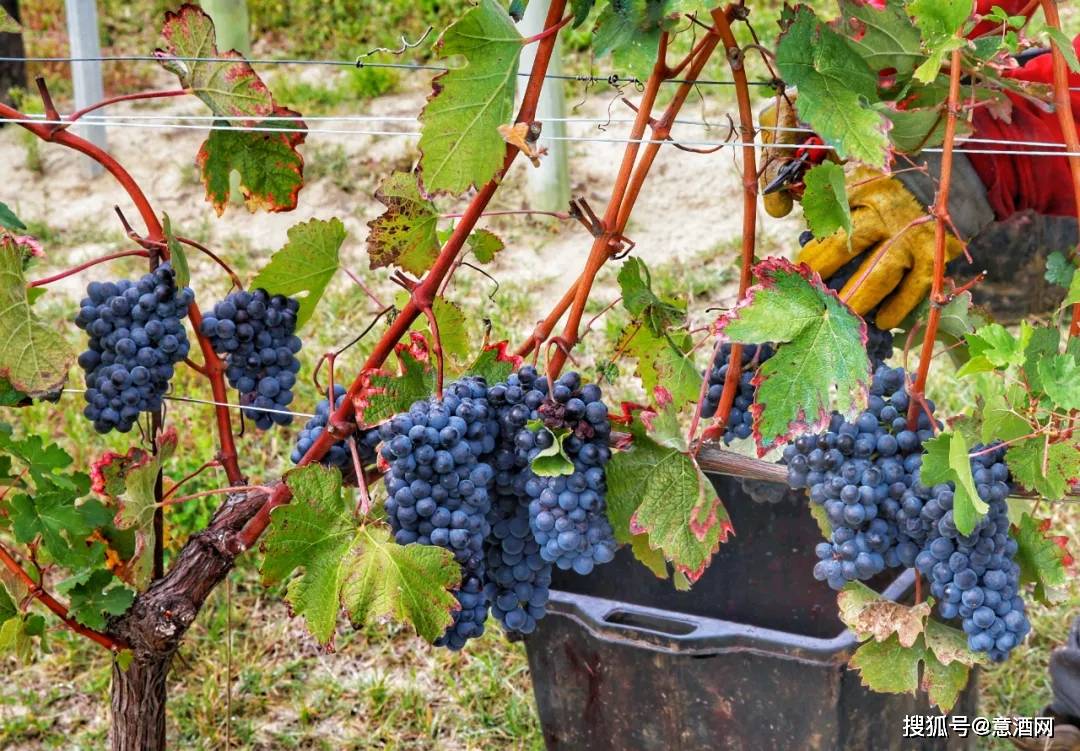 巴贝拉barbera2.0 开启大众葡萄品种的精品化发展之路