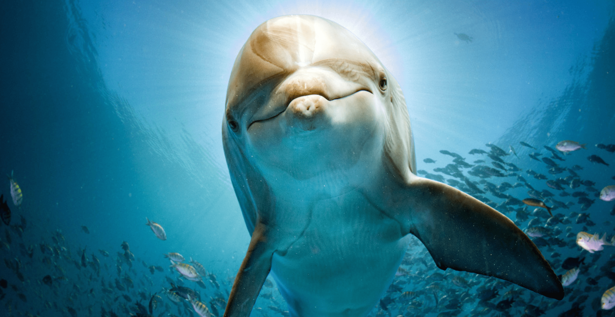 海豚勃起的图片图片