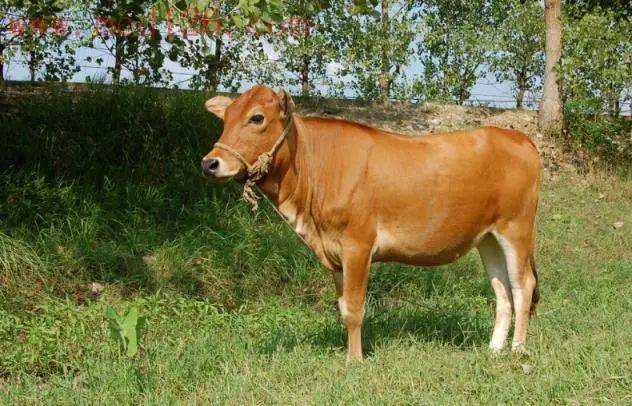 2021属牛最佳增旺运势小技巧是啥!