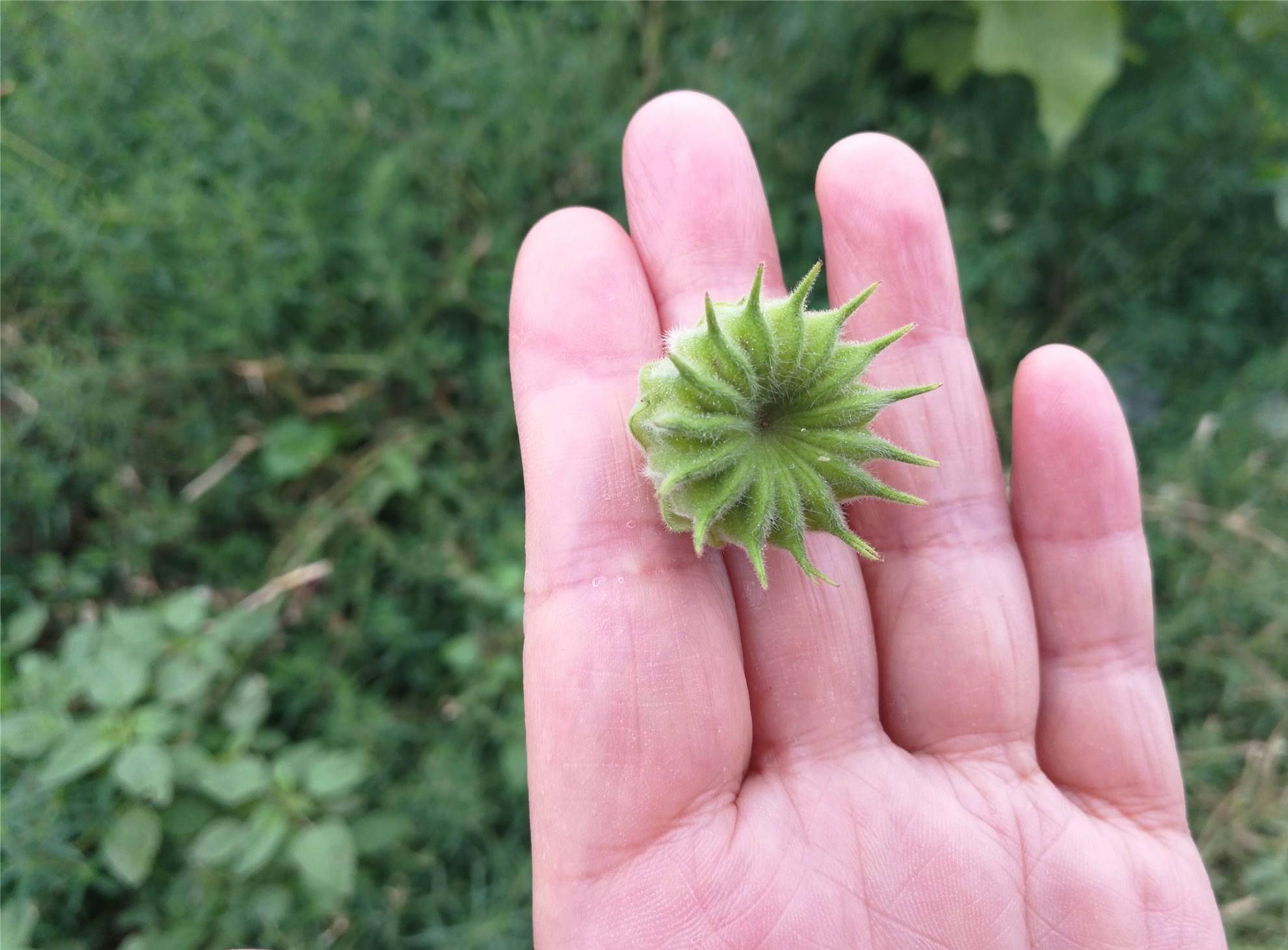 人称磨盘草价值很大,80后曾当水果吃,如今沦为野草:好可惜