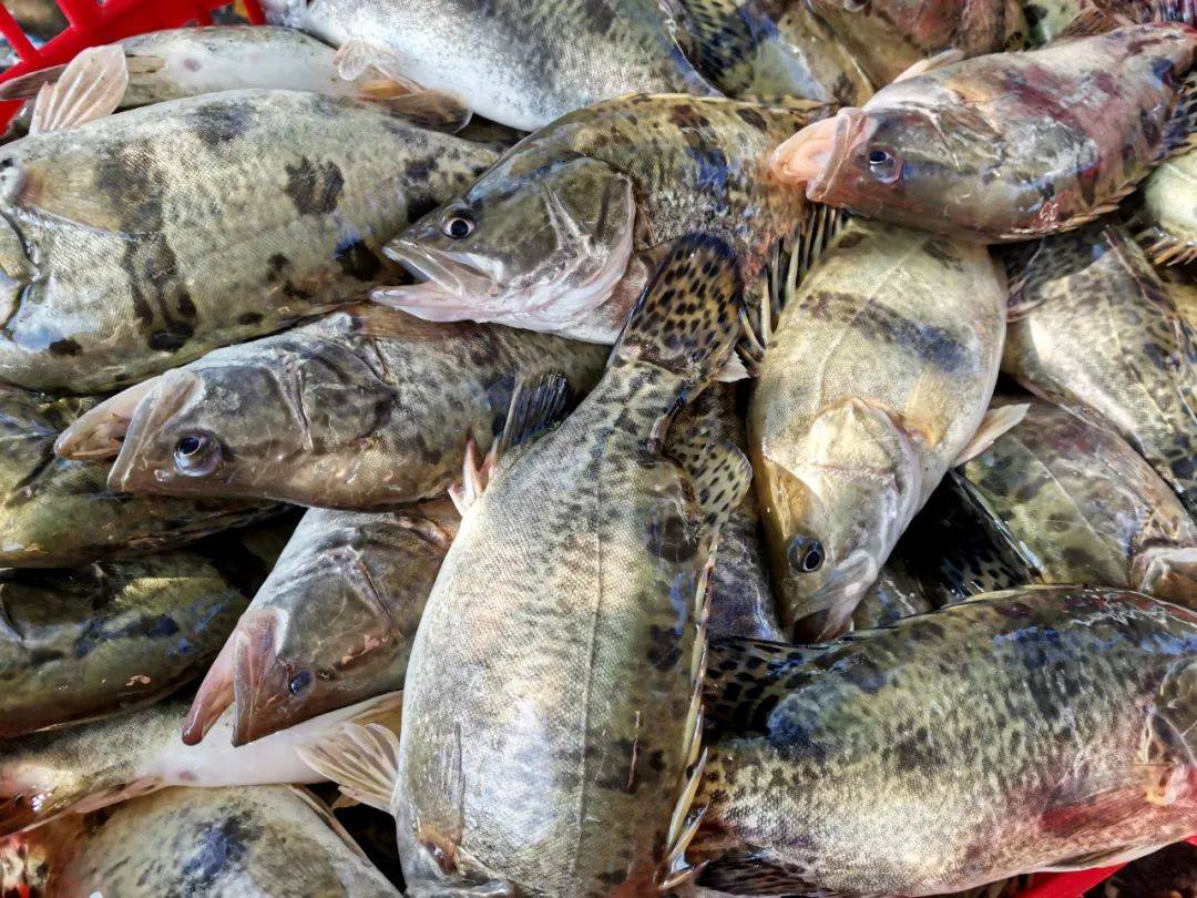 赞一个太平养殖户用这个方法努力养出健康鱼