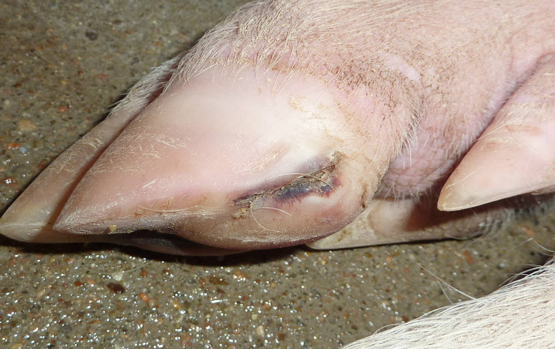 母猪裂蹄病的发病原因症状及预防治疗最有效措施