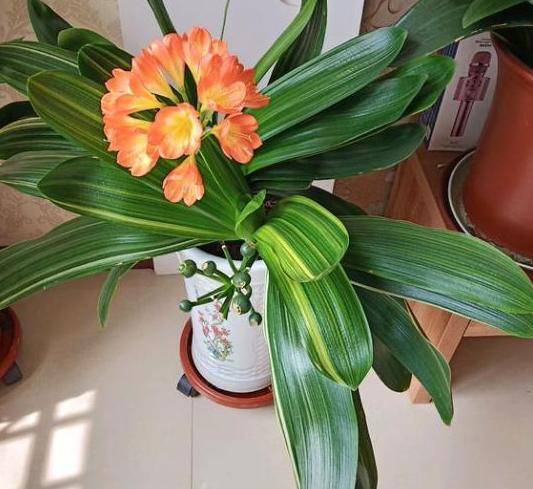 原创养殖君子兰,冬季天冷喂点"酵素",叶子挺拔油绿,花抱团