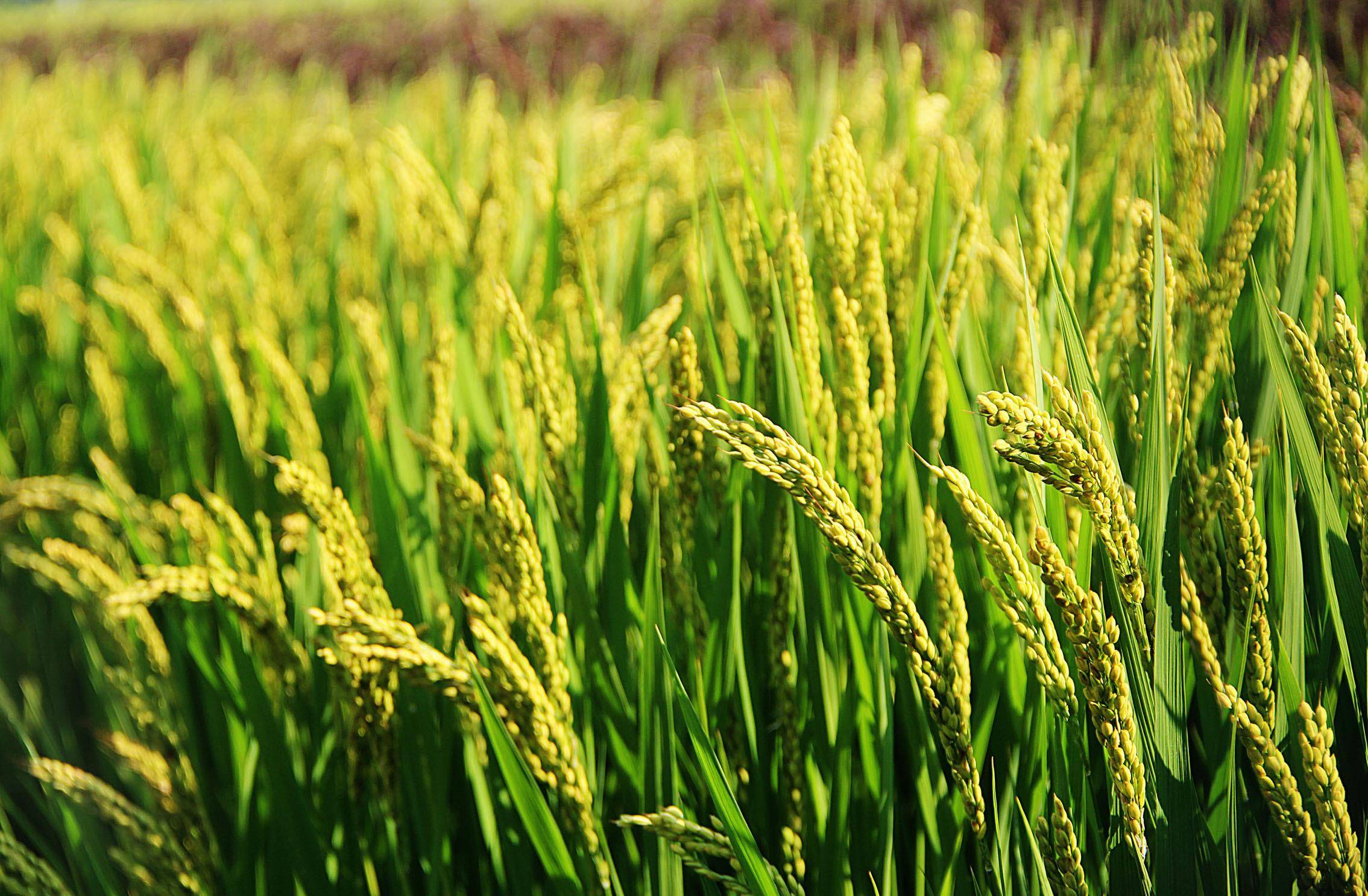 买大米时看清楚米袋上这几个数字无论什么牌子都是国标好米