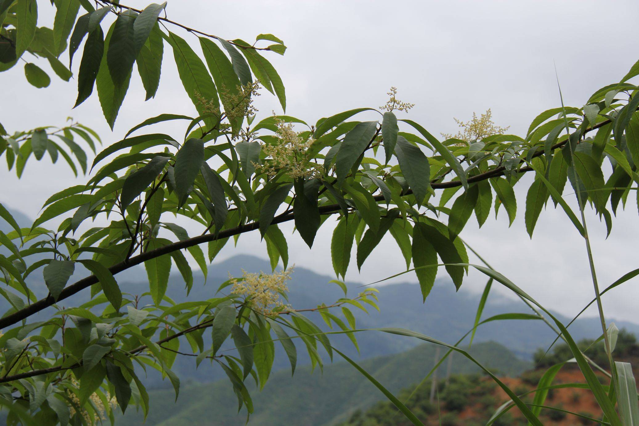 庆元植物1337-清风藤科-泡花树属-柔毛泡花树