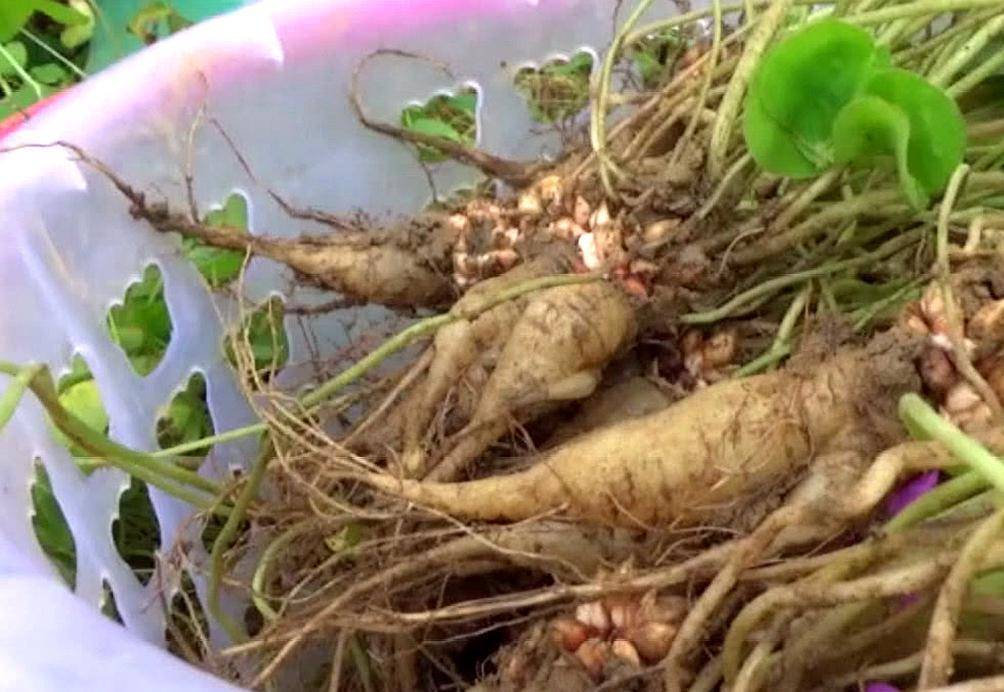 农村一种植物水晶萝卜农民见到就铲除城里一斤50成稀罕货