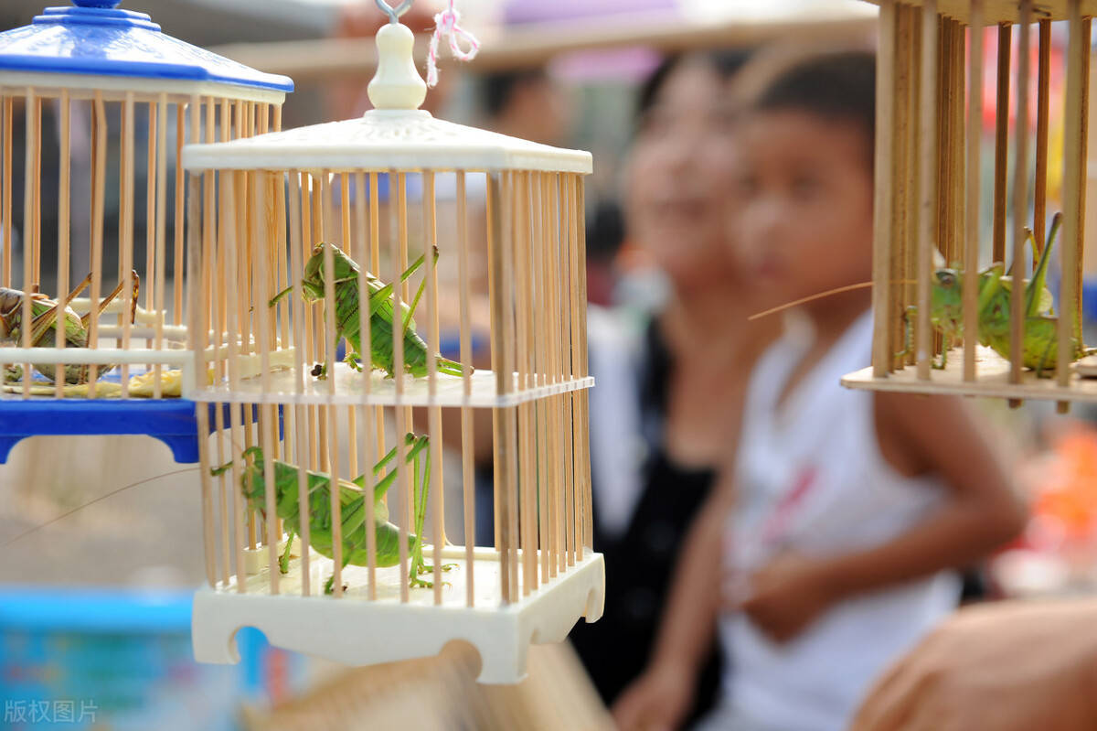 养蝈蝈哪好玩那你得先看到大鞘的样儿蝈蝈饲养一览