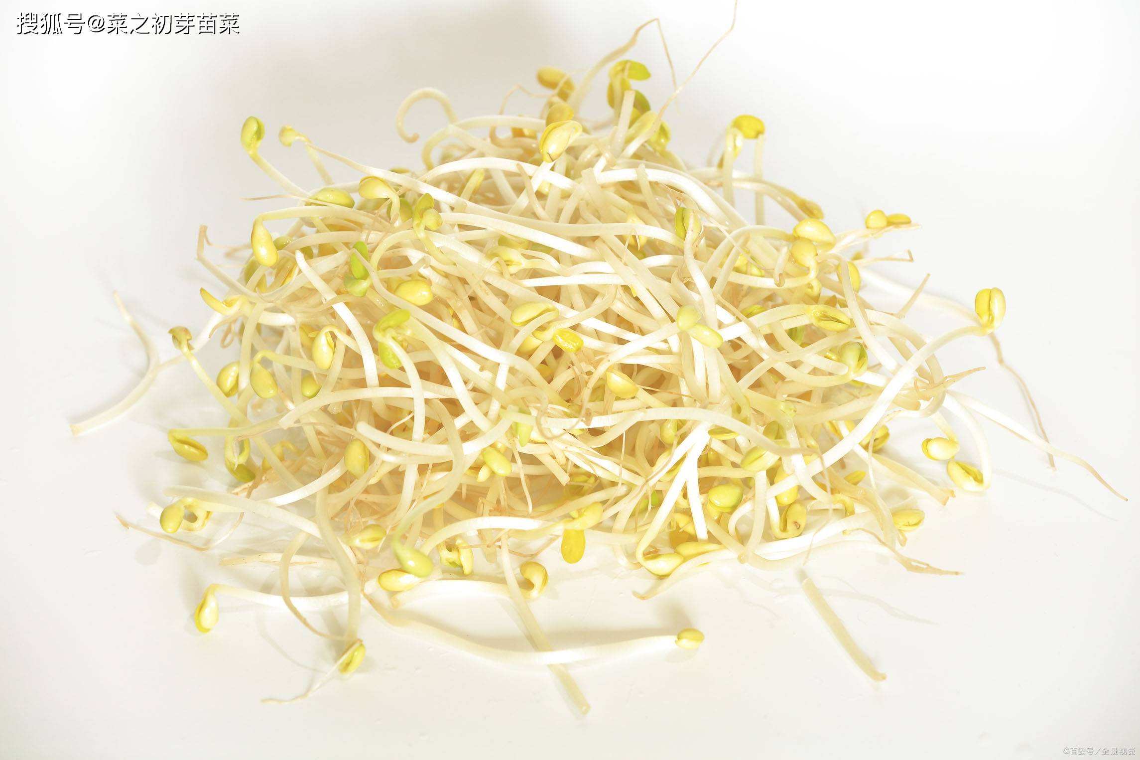 绿色芽苗菜——大有"钱"途