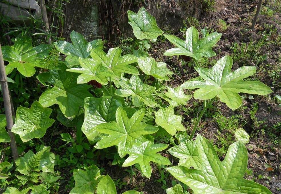 识得八角莲可与蛇共眠八角莲是什么植物真那么厉害吗