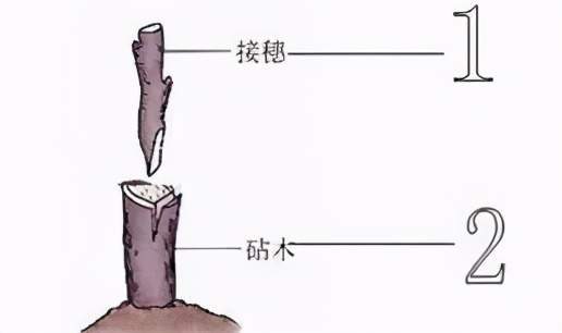 品质差的柑橘品种该考虑高位嫁接进行品种改良了