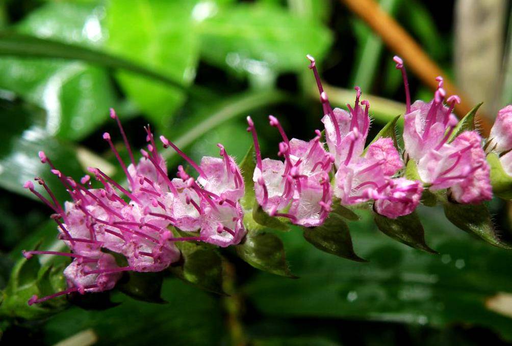农村一种牙刷草三片叶子可缓解口臭农民爱铲除城里受欢迎
