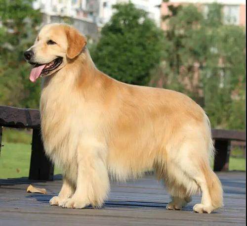 纯种金毛才有的6个特点串串一眼就被看出来了