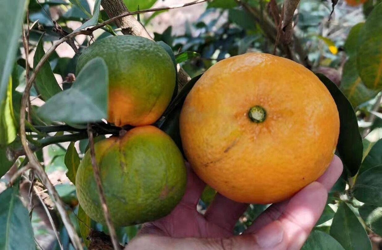 柑橘红鼻果不一定是黄龙病,其它病也会出现红鼻果!