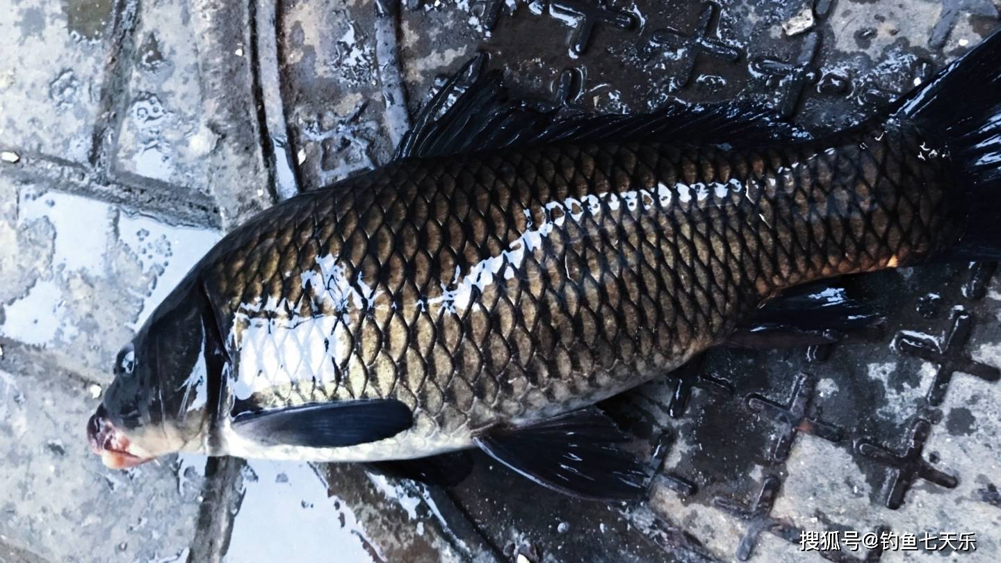 变异了?广东钓友钓到"黑色鲤鱼",连眼睛都是黑的!_手机搜狐网