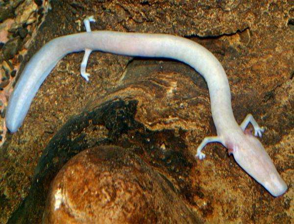 世界上最懒的动物:能够保持7年时间不动,连交配都提不起兴趣