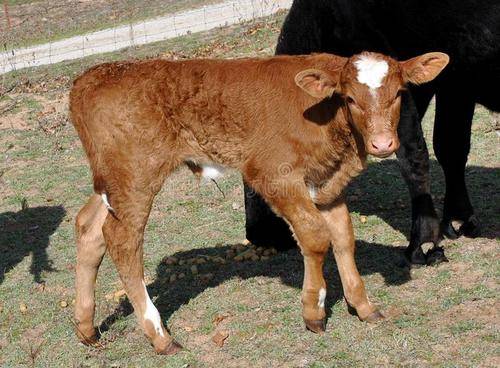 小牛犊断奶后饲料配方,快来瞧瞧_母牛