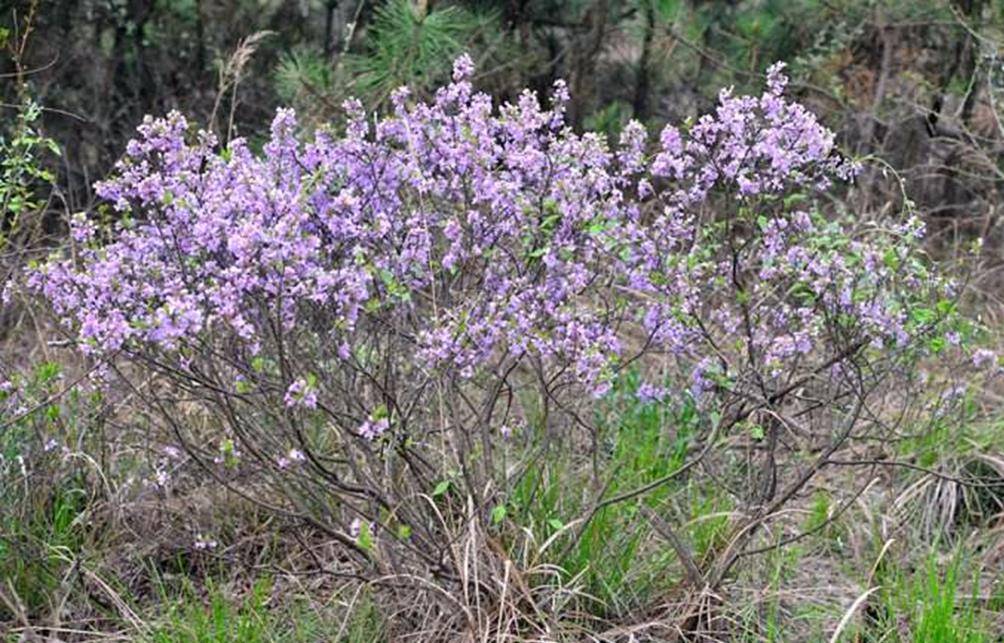 农村一种植物"闹鱼花",以前农民用来"捕鱼",是很受欢迎的植物,现在