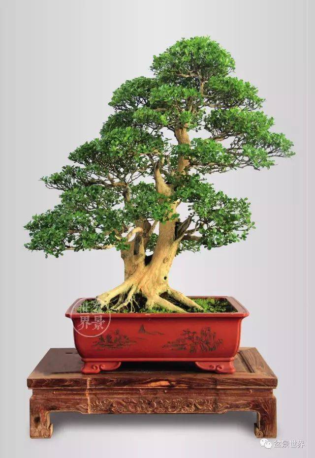 最美的100盆黄杨盆景