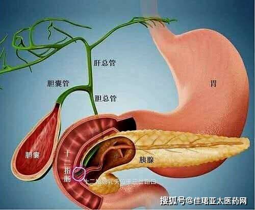 暴饮暴食经常酗酒当心引发急性胰腺炎怎么预防亚太医药网