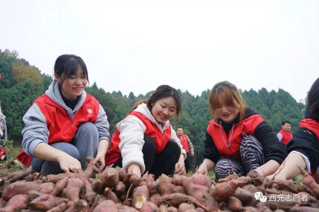 助农抢收:红薯地里来了一群大学生