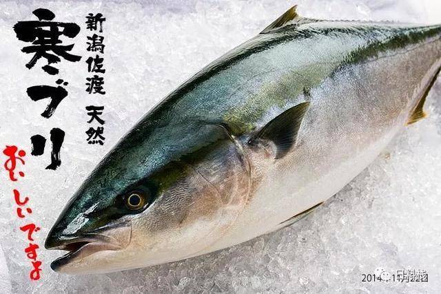 日本特色美食中的鰤鱼你知道一条鰤鱼有多大吗