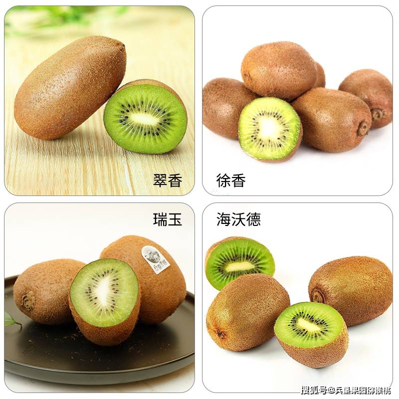 探索水果维c之王猕猴桃的渊源由来与价值所在