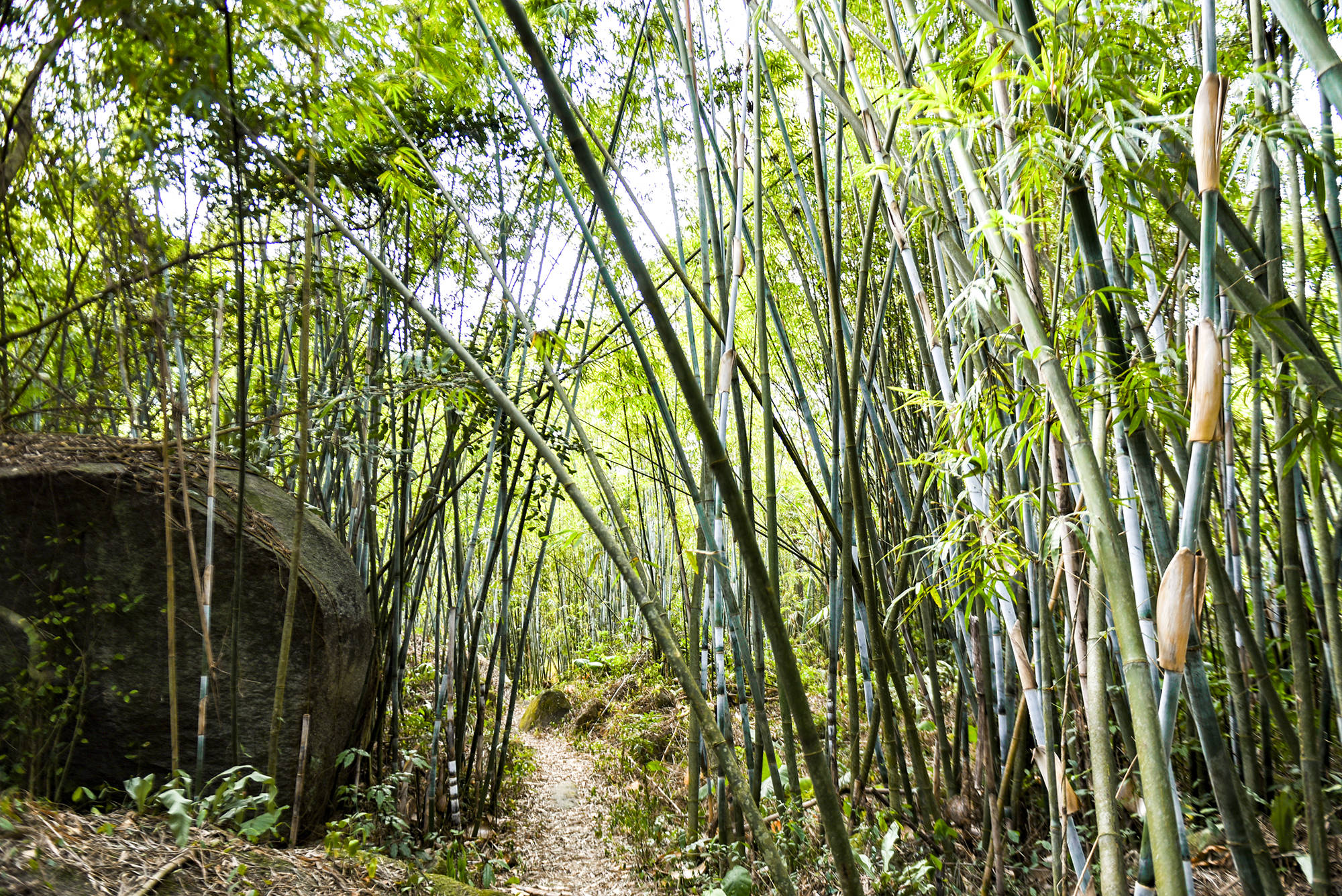 原創廣東陽江有座美麗古村每位村民都有一片竹林還用竹子製造火紙