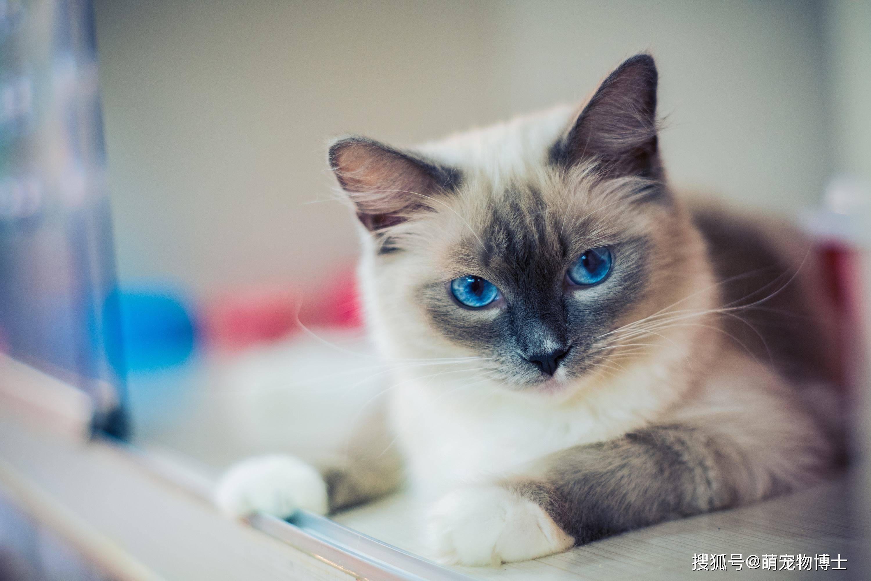 小猫几岁绝育最好