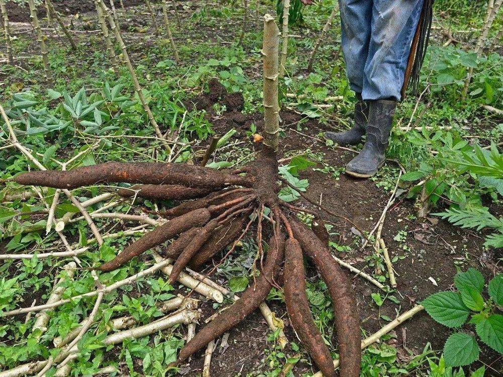 它含有剧毒,却是六大主粮之一,我国曾用它喂猪,如今重回餐桌_木薯