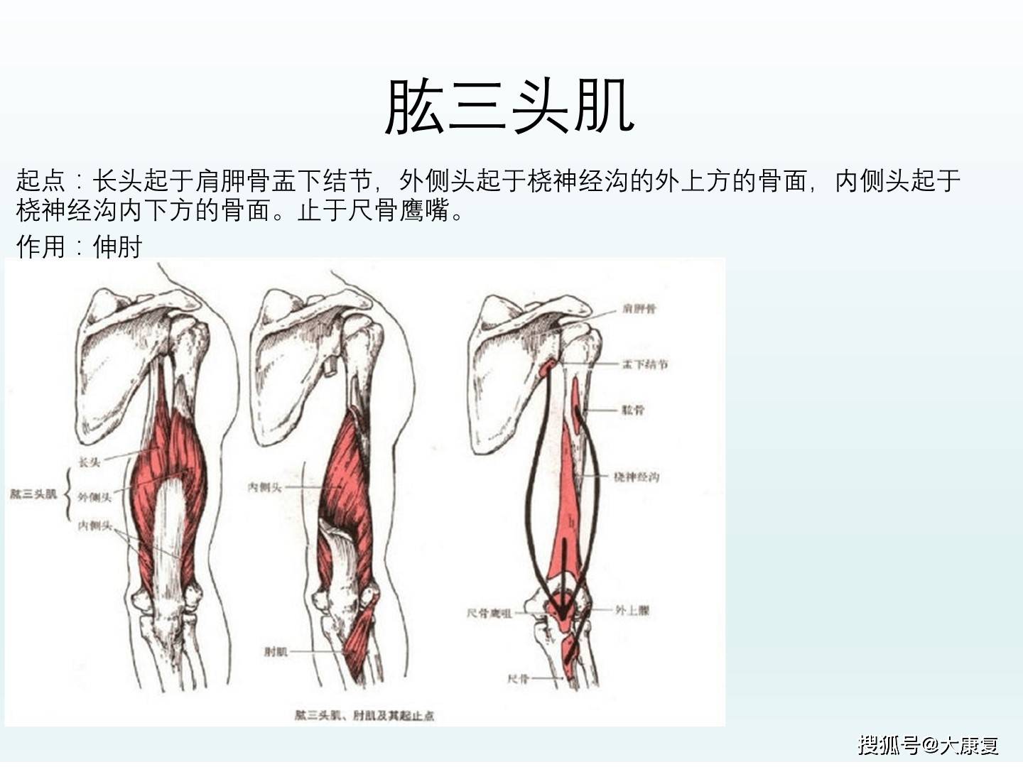 下肢肌比上肢肌強大粗壯,這與維持人體直立姿勢,支持體重和走,跑,跳有