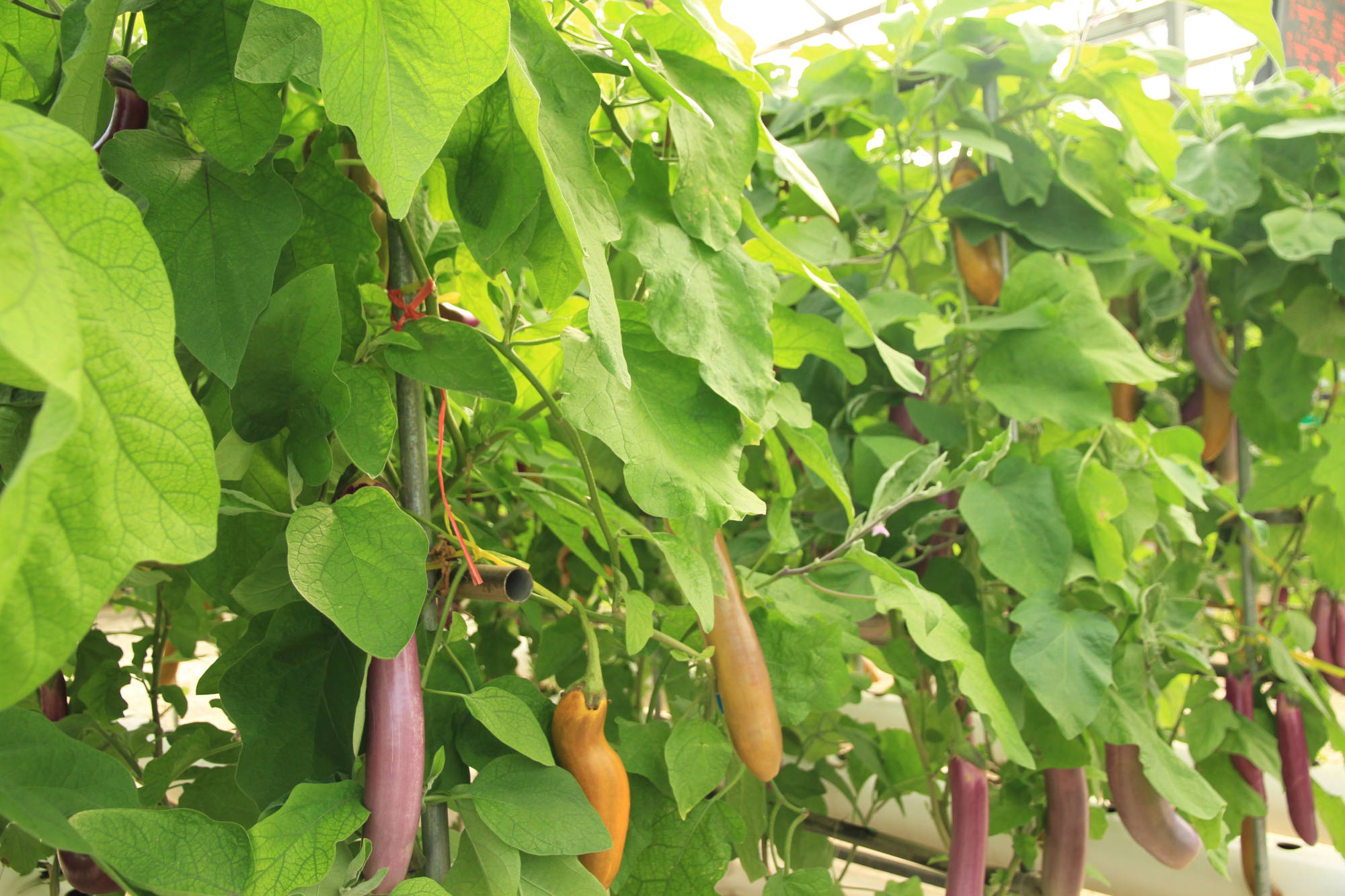好养水培茄子阳台种上几排吃都吃不完还挺好看