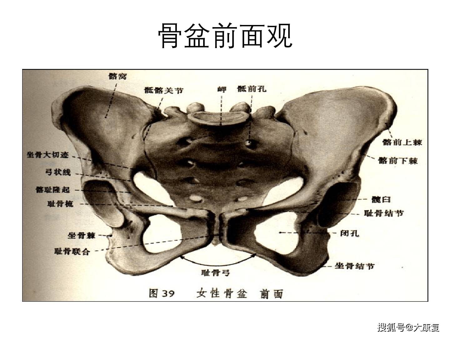耻骨结节的真人定位图图片