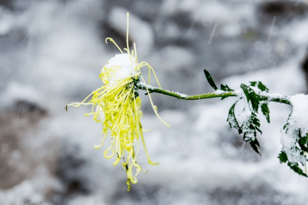 十首冬天菊花的詩詞,在冰天雪地裡依然是那樣美麗!