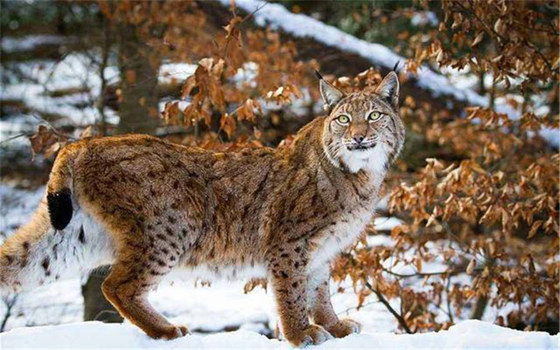 大興安嶺發現用3條腿走路的狼狼搶走猞猁的獵物猞猁咬死幼狼