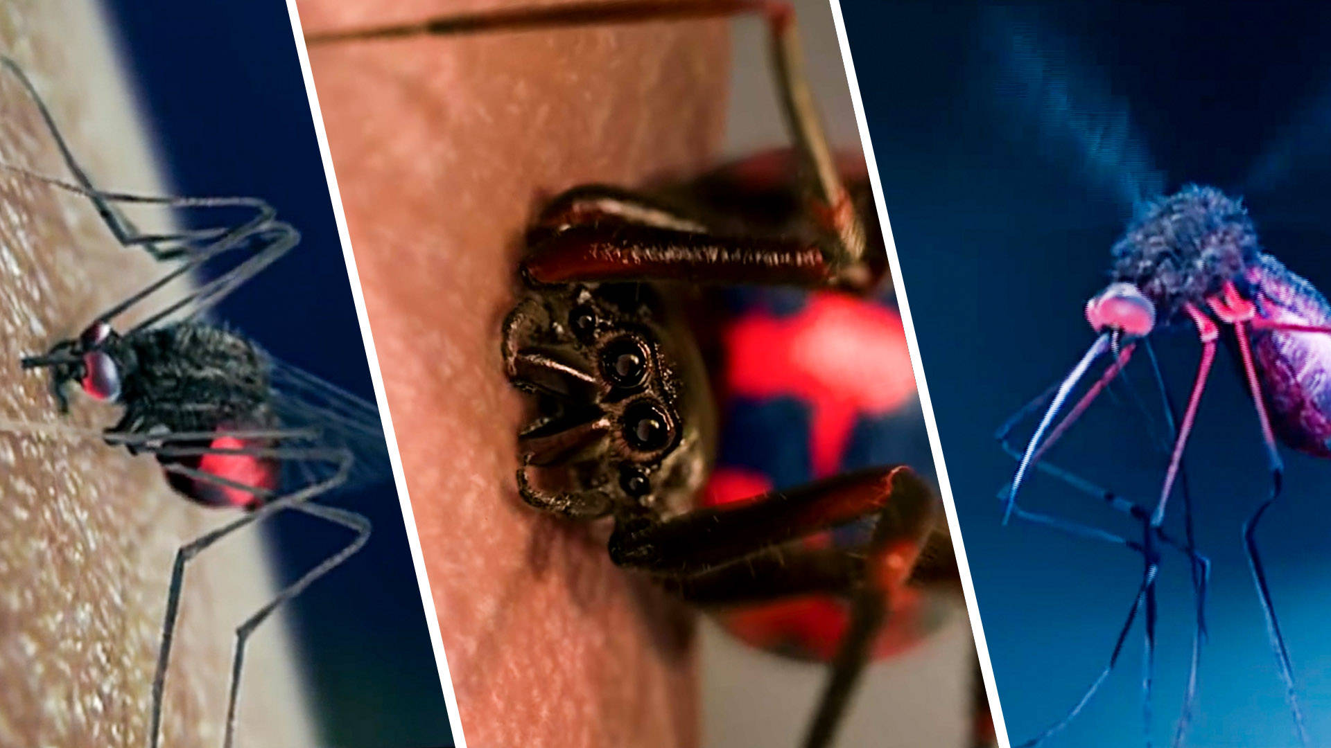 盘点昆虫咬后变异的人哪个超能力更酷蚊子咬一口能上天入地