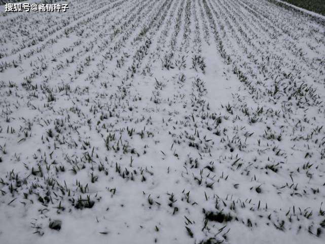 大雪粮油作物壮苗越冬蔬菜抓好田间管理