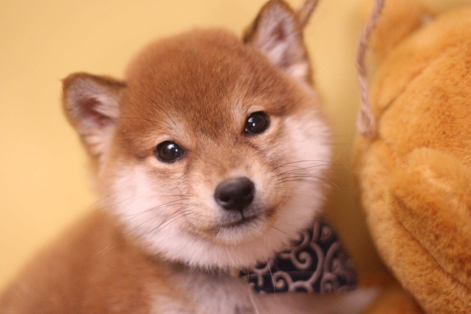 标准柴犬长什么样?如何辨认纯血统柴犬