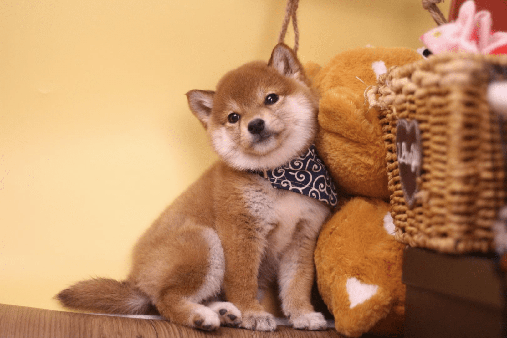 北京地区柴犬哪里好三的月大的柴犬怎么喂养