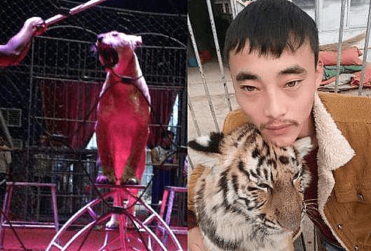 山西运城马戏团老虎失控咬人不松口仨人冲上去都拽不开