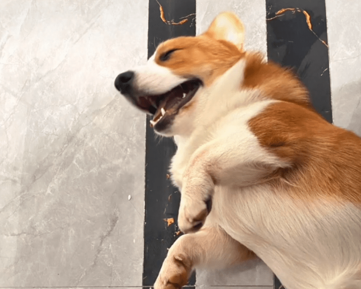 原创那只走丢了一个月的柯基居然在山上快乐的看守着鸡