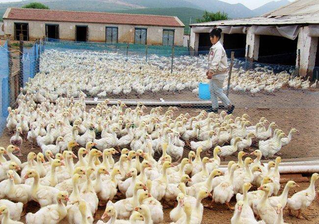 养鹅需要注意什么