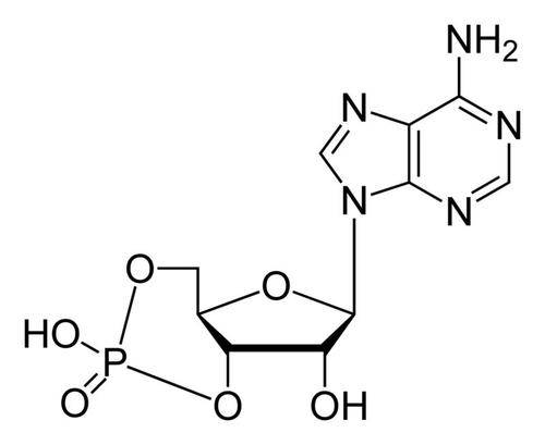 能量在身体中以 atp(三磷酸腺苷)的形式储存,当能量被消耗时,atp 会