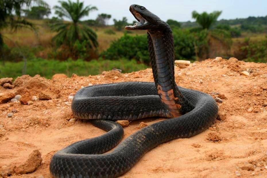 世界上最可怕的蛇图片